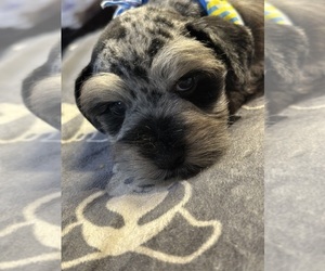 Medium Schnauzer (Miniature)