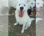 Small #6 Great Pyrenees