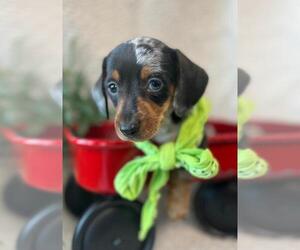 Dachshund Puppy for sale in ORO VALLEY, AZ, USA