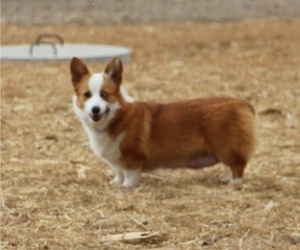 Mother of the Pembroke Welsh Corgi puppies born on 10/27/2022
