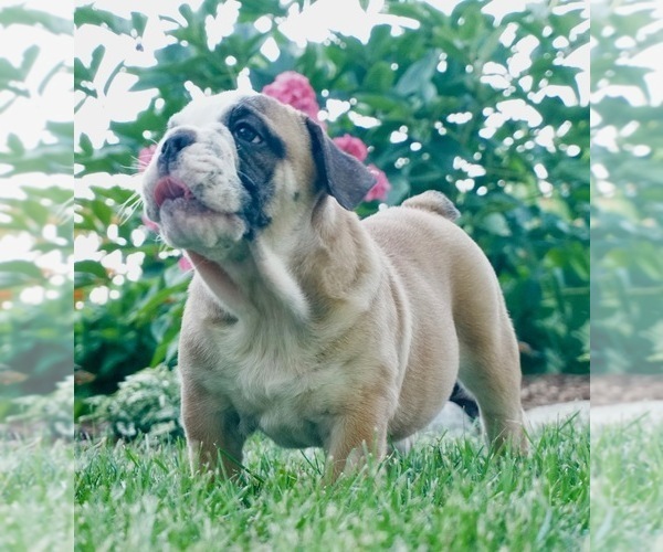 Medium Photo #8 English Bulldog Puppy For Sale in NAPPANEE, IN, USA