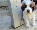 Puppy Aramis Newfoundland-Saint Bernard Mix