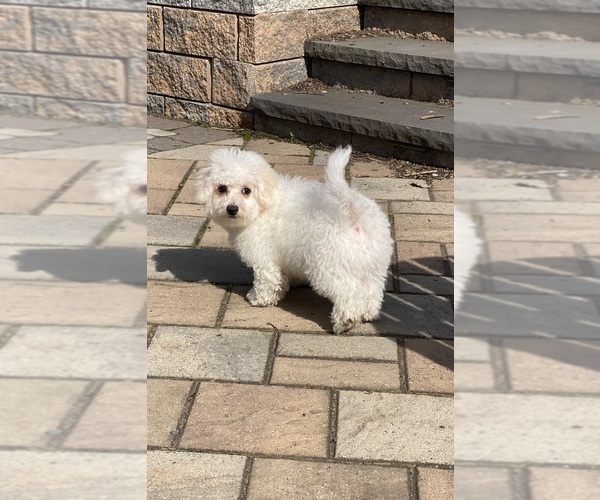 Medium Photo #5 Bichon Frise Puppy For Sale in CANOGA, NY, USA