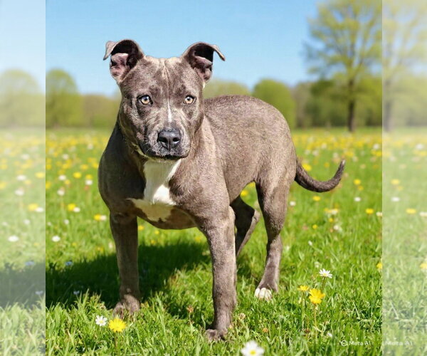 Medium Photo #6 Mutt Puppy For Sale in Talladega, AL, USA