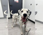 Small #5 Dalmatian Mix