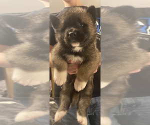 Akita Puppy for sale in CONROE, TX, USA