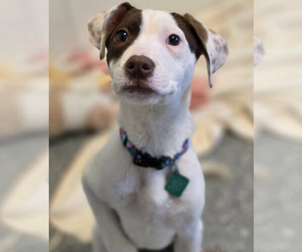 Medium Photo #1 Mutt Puppy For Sale in Clarkston, MI, USA