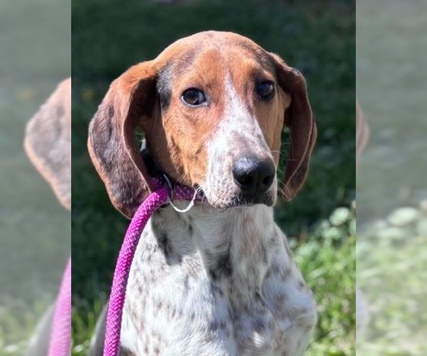 Medium Photo #3 Mutt Puppy For Sale in Rustburg, VA, USA