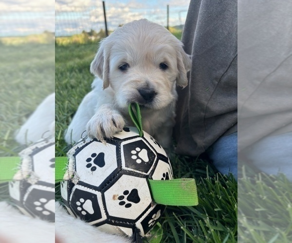 Medium Photo #2 English Cream Golden Retriever Puppy For Sale in NEWBERG, OR, USA