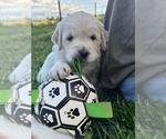 Small Photo #2 English Cream Golden Retriever Puppy For Sale in NEWBERG, OR, USA