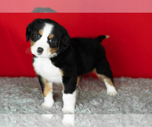 Medium Photo #1 Bernese Mountain Dog Puppy For Sale in MILLERSBURG, IN, USA