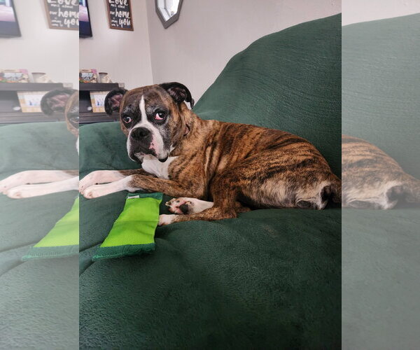Medium Photo #6 Boxer Puppy For Sale in Burnsville, MN, USA