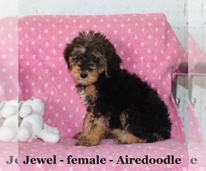 Airedoodle Puppy for sale in CLARKRANGE, TN, USA