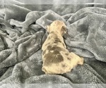 Small #19 French Bulldog