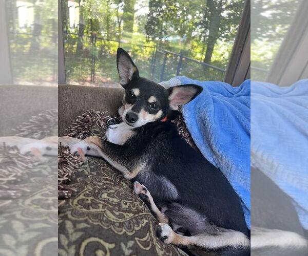 Medium Photo #1 Chihuahua-Unknown Mix Puppy For Sale in Plymouth, MN, USA