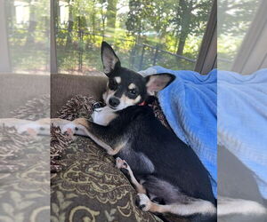 Chihuahua-Unknown Mix Dogs for adoption in Plymouth, MN, USA