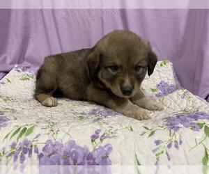 Anatolian Shepherd Mix Dog for Adoption in Modesto, California USA