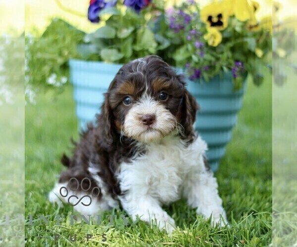Medium Photo #3 Cavapoo (Miniature) Puppy For Sale in QUARRYVILLE, PA, USA