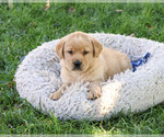 Evander - Male Golden Labrador Puppy for Sale - Photo #3