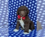 Small Photo #1 Aussiedoodle Puppy For Sale in PORT DEPOSIT, MD, USA
