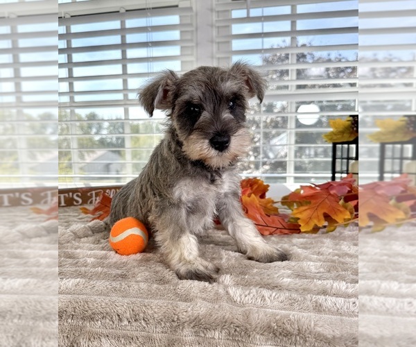 Medium Photo #5 Schnauzer (Miniature) Puppy For Sale in GREENFIELD, IN, USA