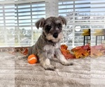 Small #4 Schnauzer (Miniature)