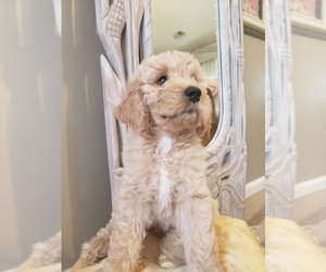 Goldendoodle Puppy for sale in LORTON, VA, USA