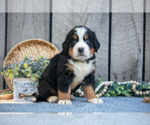 Medium Bernese Mountain Dog