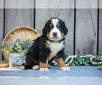 Puppy Boots Bernese Mountain Dog