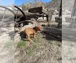 Small Photo #44 Rhodesian Ridgeback Puppy For Sale in MORONGO VALLEY, CA, USA