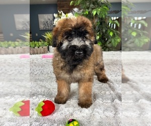 Soft Coated Wheaten Terrier Puppy for sale in GREENFIELD, IN, USA