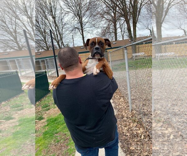 Medium Photo #19 Boxer Puppy For Sale in Burnsville, MN, USA