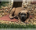 Puppy Puppy 7 Cane Corso