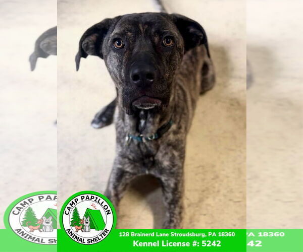 Medium Photo #7 Mutt Puppy For Sale in Stroudsburg, PA, USA