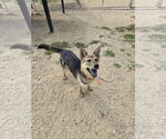 Small #2 Mutt