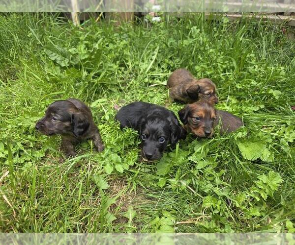 Medium Photo #1 Dachshund Puppy For Sale in YELM, WA, USA