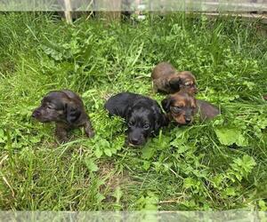 Dachshund Puppy for sale in YELM, WA, USA