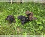 Image preview for Ad Listing. Nickname: Litter of 3