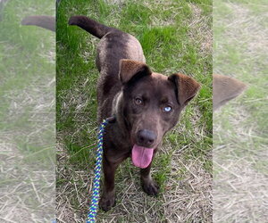 Labrador Retriever Dogs for adoption in Tarboro, NC, USA