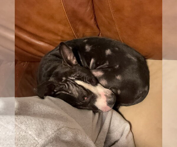 Medium Photo #2 Mutt Puppy For Sale in Yardley, PA, USA