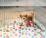 Small #6 Cavapoo mix (+ Poodle Miniature)