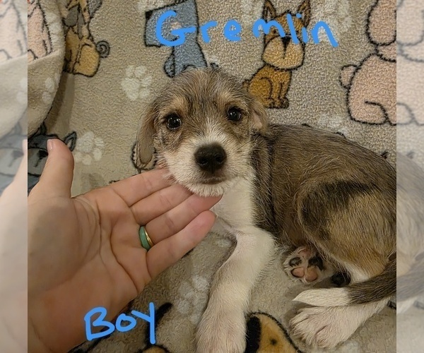 Medium Photo #16 Chizer Puppy For Sale in MONTEZUMA, GA, USA