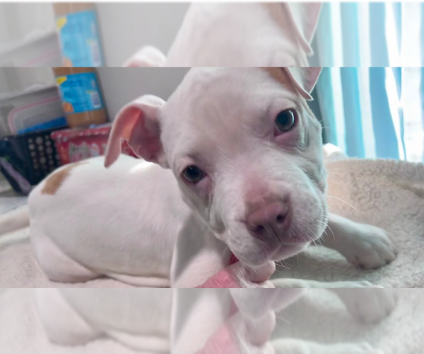 Medium Photo #2 American Staffordshire Terrier-Labrador Retriever Mix Puppy For Sale in Brewster, NY, USA