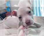 Small #1 American Staffordshire Terrier-Labrador Retriever Mix