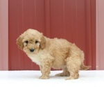 Small Photo #2 Aussiedoodle Miniature  Puppy For Sale in FREDERICKSBURG, OH, USA