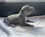 Small Photo #12 American Bully Puppy For Sale in SOMERSET, KY, USA