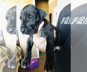 Great Dane Puppy for sale in DEVINE, TX, USA
