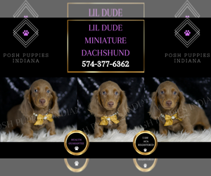 Dachshund Puppy for sale in WARSAW, IN, USA