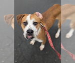 Small #5 Boxer Mix