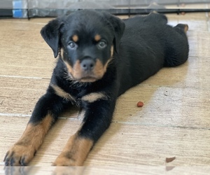 Rottweiler Puppy for sale in VIRGINIA BEACH, VA, USA